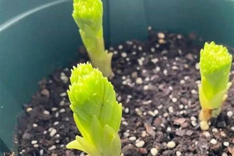 百合施肥用什么肥料最好