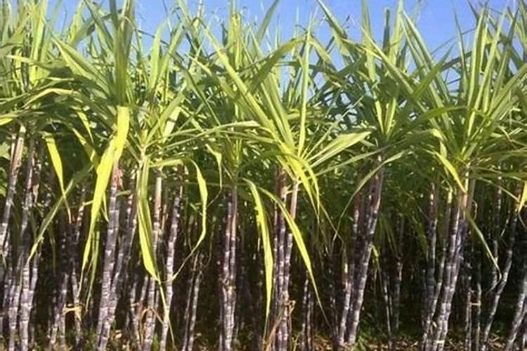 植物红美人怎么养