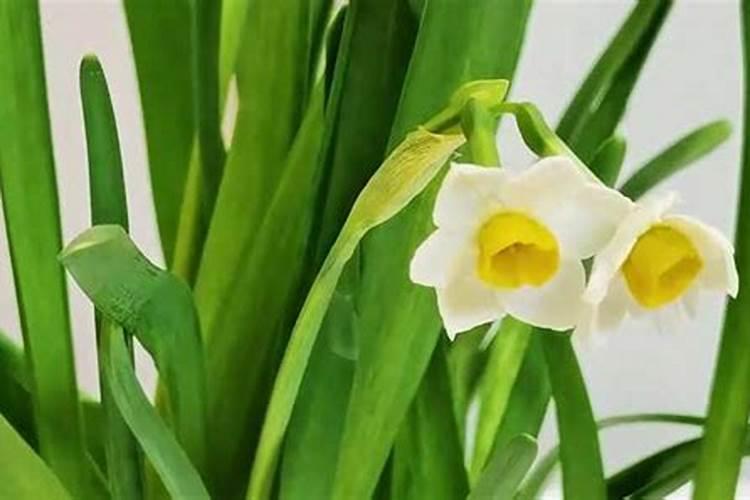 发财树冬天如何施肥浇水