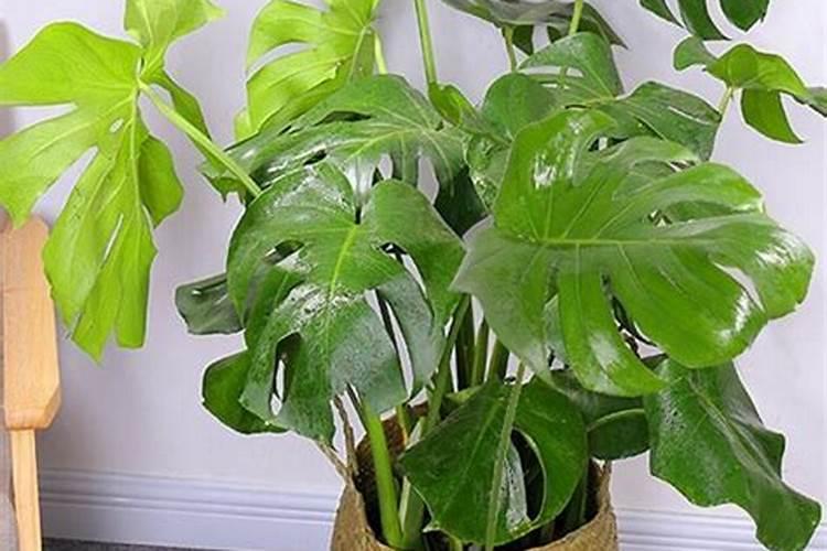 龟背竹浇什么肥料合适