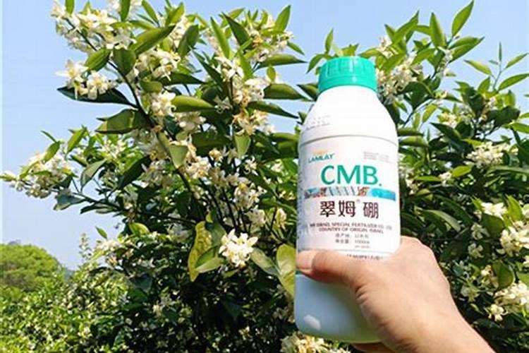 烤烟贪青有什么办法变黄`