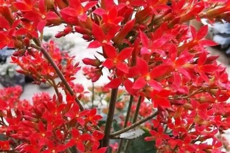南瓜需要施什么肥料(一般种植南瓜什么时候施肥方法)