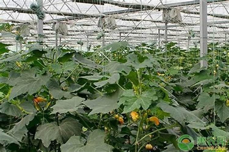 南瓜施什么肥料最好