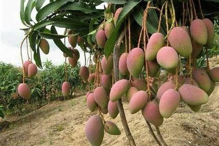高产芒果需要掌握什么种植技巧 芒果施肥方法介绍