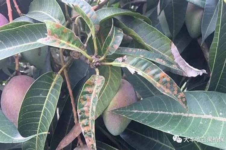 芒果新叶长这样怎么打药？