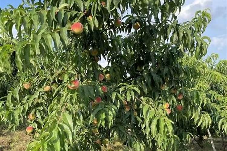 叶面肥早上打好还是下午打好