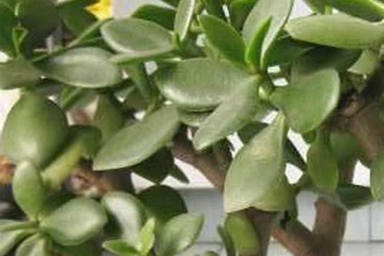 玉米秸秆还田地播种小麦还用上钾肥吗