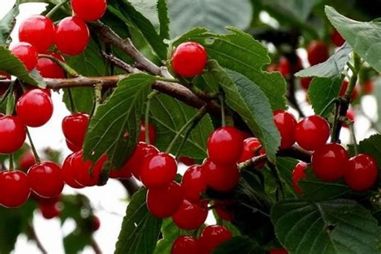 樱桃树底肥放什么肥好(底肥施用方法)