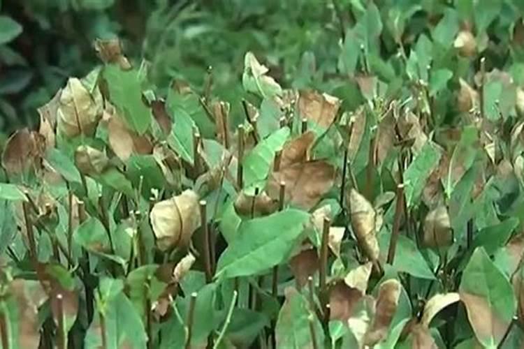 菌肥、菌剂、有机肥、土壤调理剂有什么区别？最详细的介绍