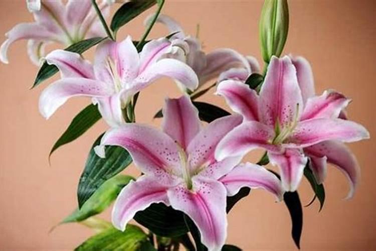 上海牡丹烟价格是多少