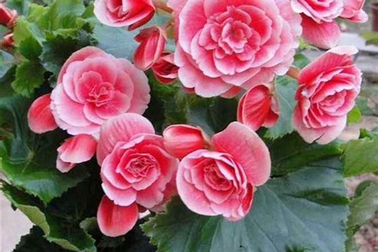 苦荞茶泡完能浇花么？