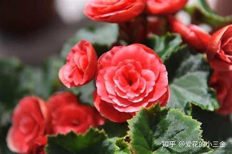 丽格海棠开花能施肥吗