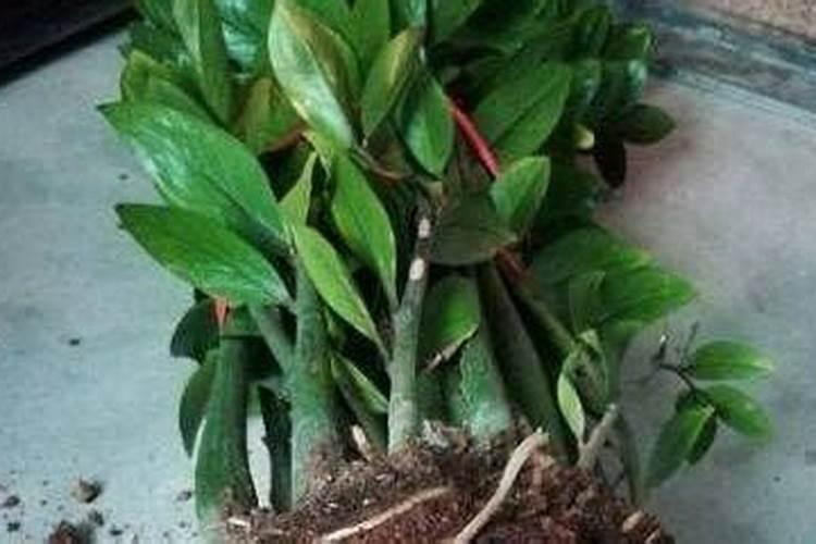 氯化钾生产厂家有哪些