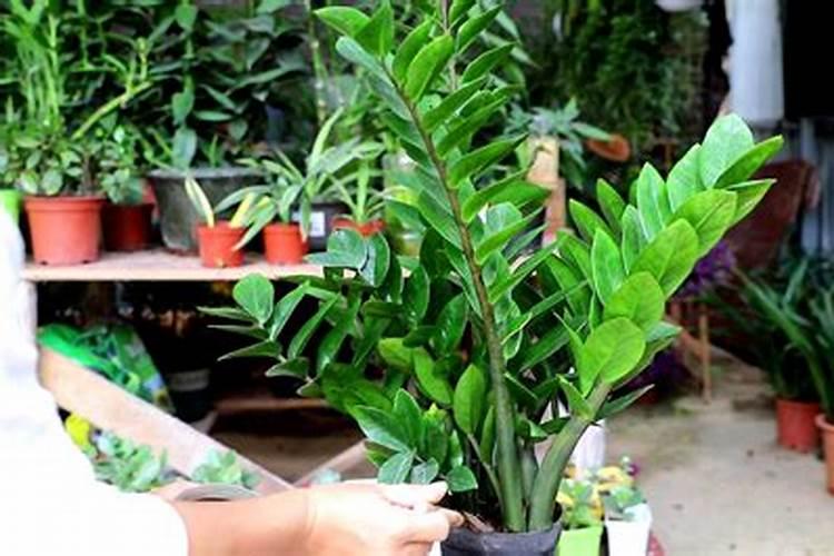 一米高的柠檬树两个月没浇水还能活吗？