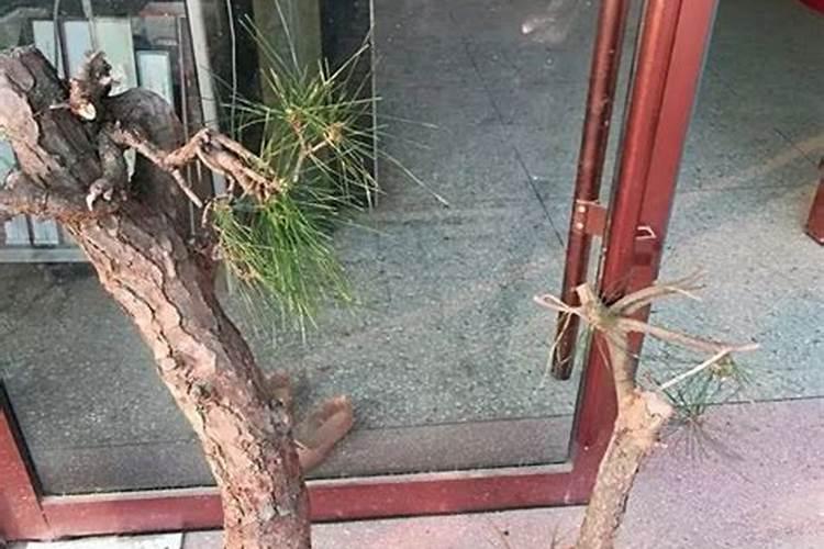 促进果实早熟用什么肥料