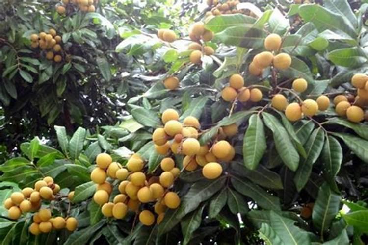 龙眼树磷过剩和缺磷有什么症状和补救措施？