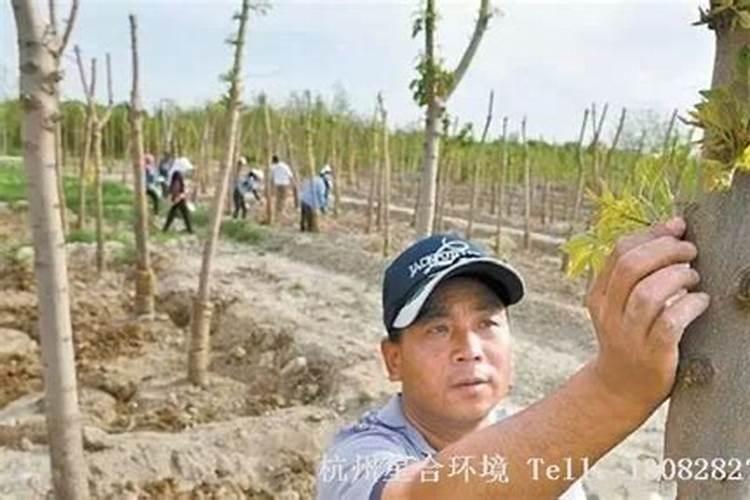 如何施用硼肥？