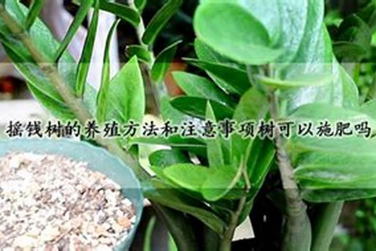 摇钱树叶子发黄是什么原因
