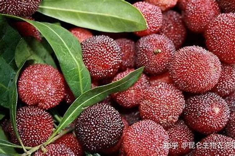 促进苗木生长粗壮的药物