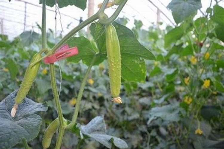 芝麻施肥正确方法