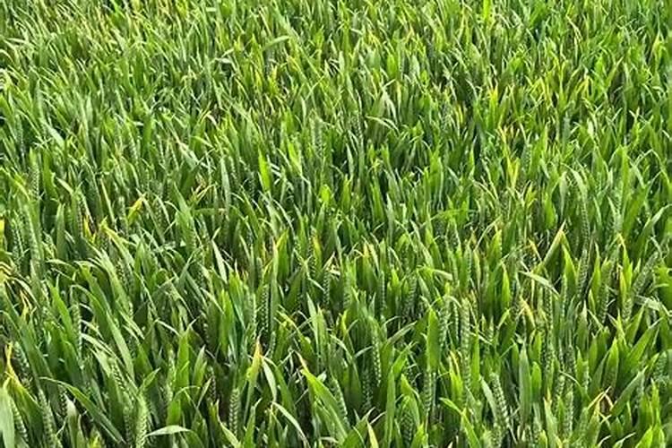 猕猴桃幼树冬季施肥方法