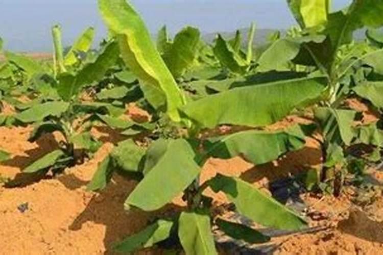 香蕉挂果的时候用什么肥料最好？