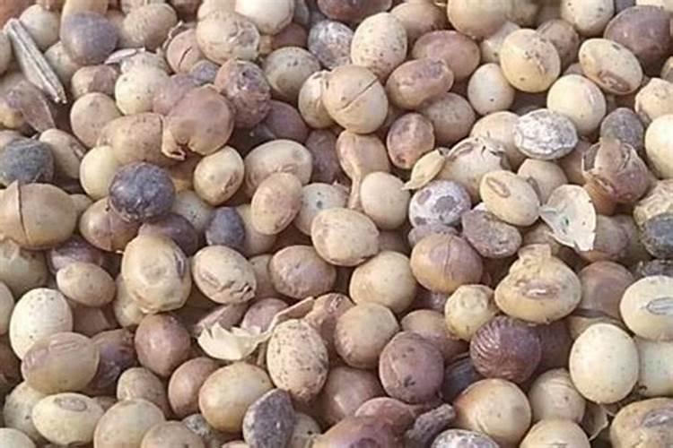 种植黄豆用什么肥料最好