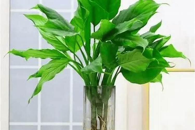 水溶肥加水溶化后能放多久