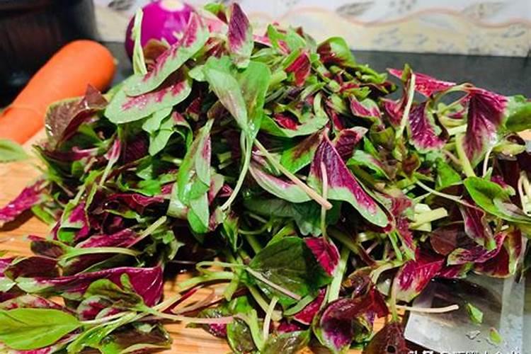 种植蔬菜上什么肥料最好