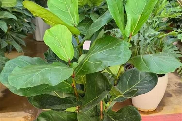 黄瓜追肥用什么肥料好？打什么叶面肥长的快？生根好的肥料？