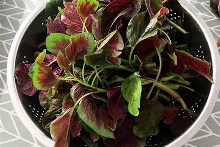 入伏后种什么菜？这些蔬菜都可以种植了