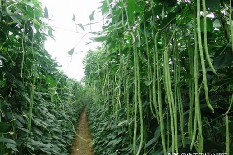 玉米除草剂十大名牌