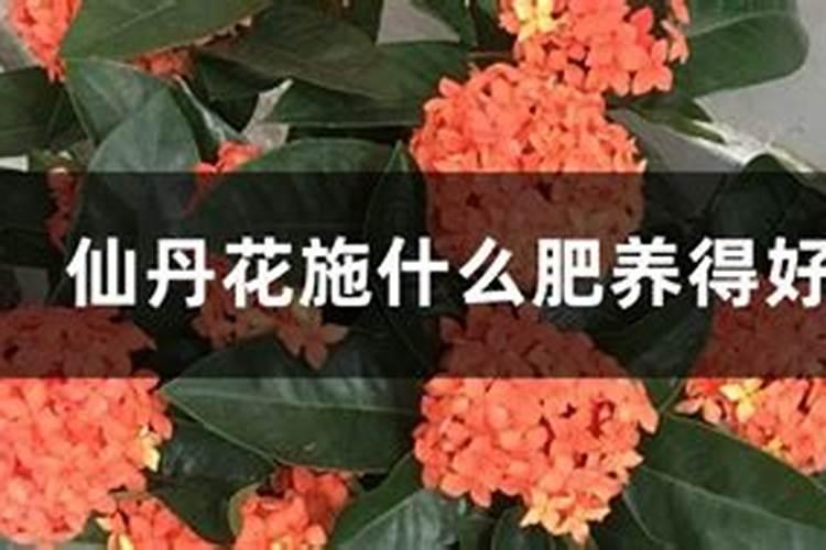 新手养花用什么肥料最好,养花一般要施什么肥料