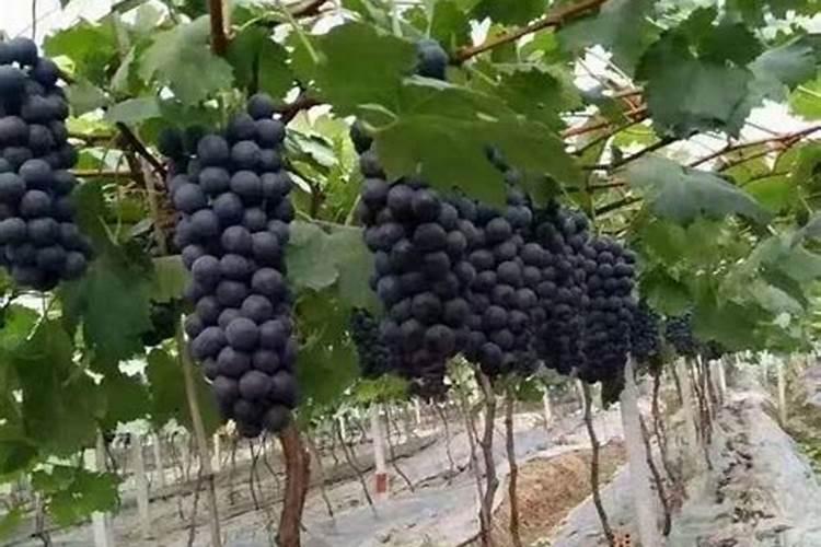 硼肥能提高坐果率,还是锌肥能提高坐果率？