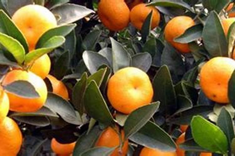 种植枸杞需要哪些肥料