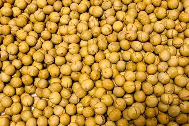 炒熟的黄豆怎么做肥料
