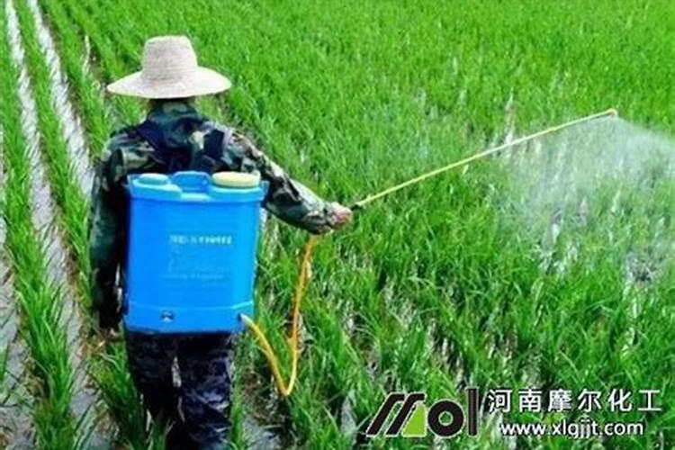 植物缺钾怎么补充？用什么肥补钾效果好？