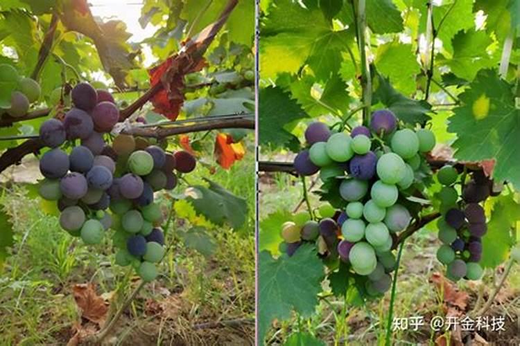 土养富贵竹怎么施肥 土养富贵竹怎么浇水