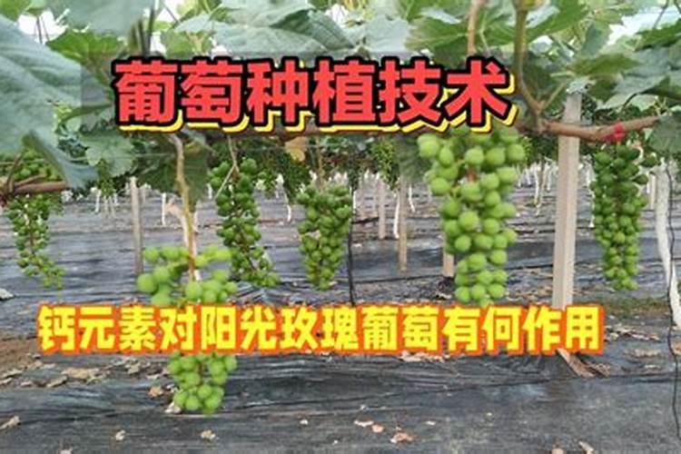百香果挂果期施什么肥(百香果开花结果了要施什么肥)