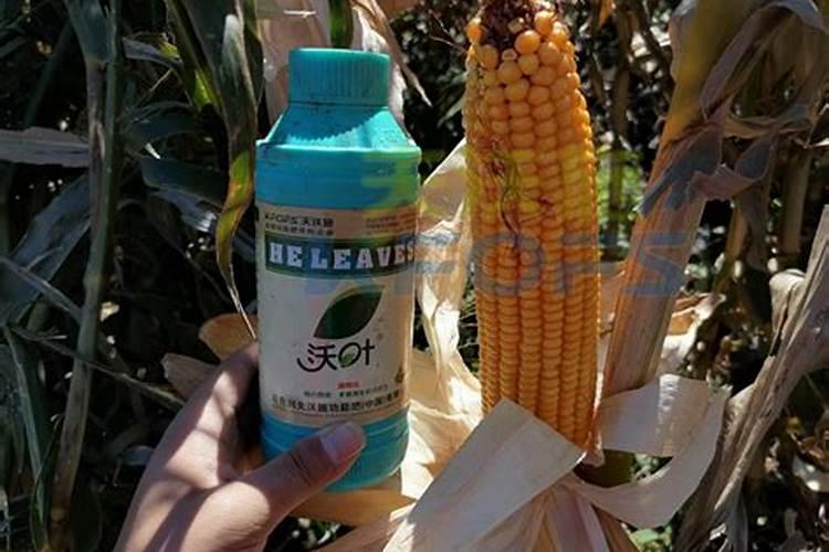 水溶肥为什么都这么贵？哪家好用？可作叶面肥喷施吗