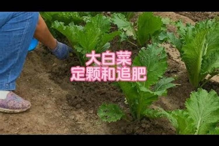 阳台种小白菜如何追肥 施什么肥可以增产