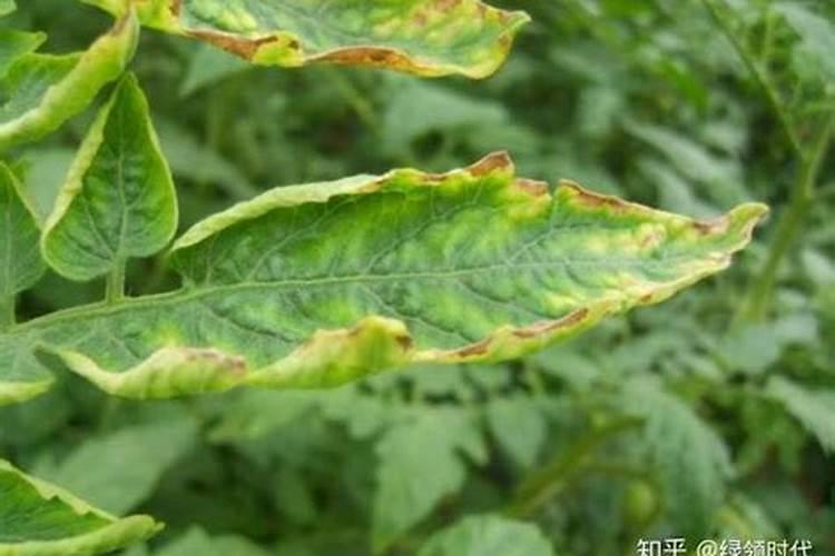 植物缺氮、缺磷、缺钾分别有什么害处？