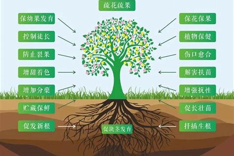 芸苔素能解药害吗