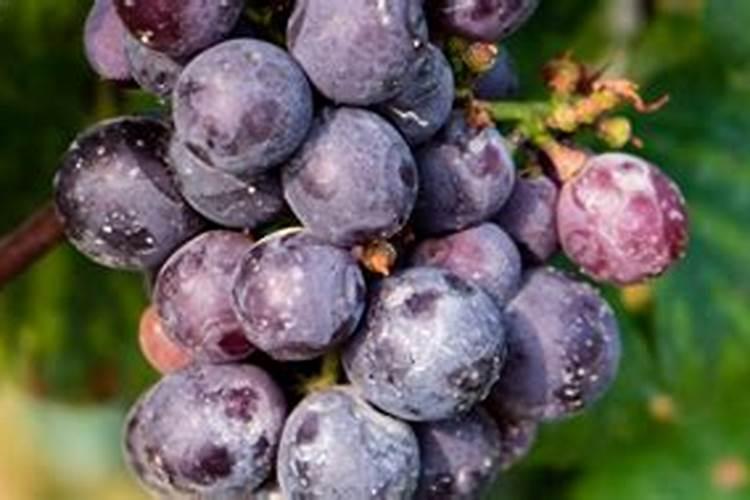 文竹浇什么肥最好