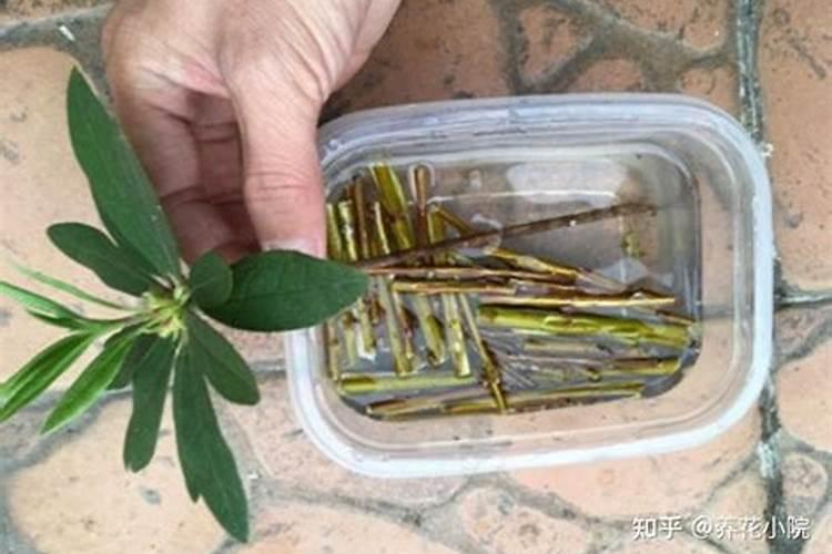 文竹施什么肥变得翠绿