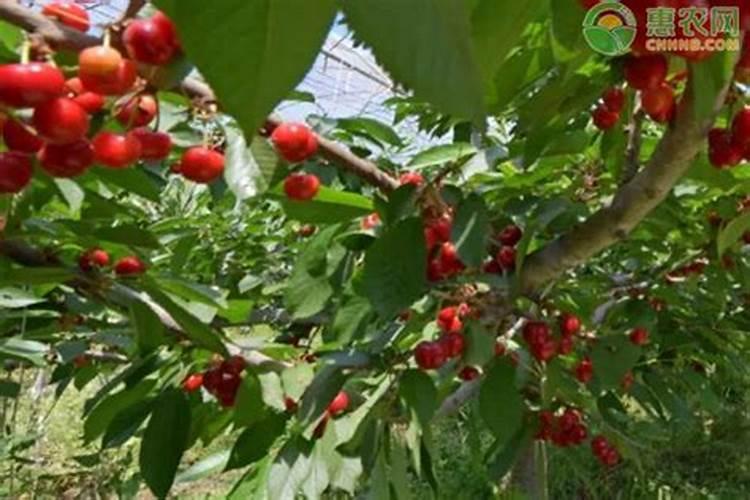 文竹施什么肥长得好