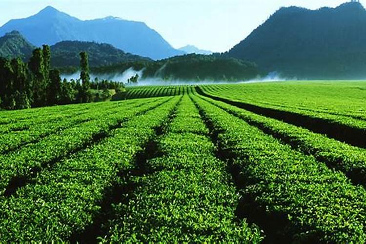 金坛科普费尔靠谱吗