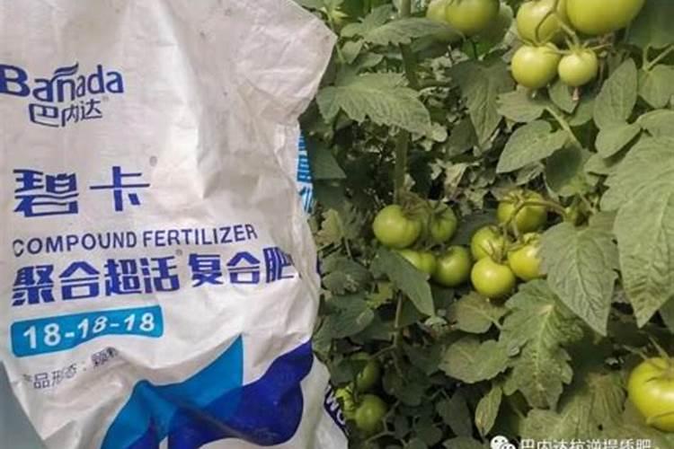 花芽分化用什么叶面肥