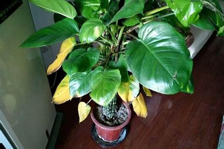 绿萝施了复合肥后,叶变黄,茎变软了怎么办？有啥解救