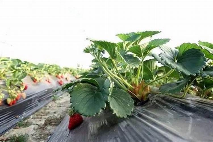 甲嘧磺隆药害土壤怎么处理